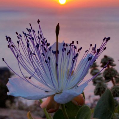 falasarna_nature-773x1030